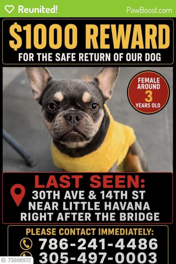 Reunited Female Dog last seen 30th ave and 14th st, Miami, FL 33125