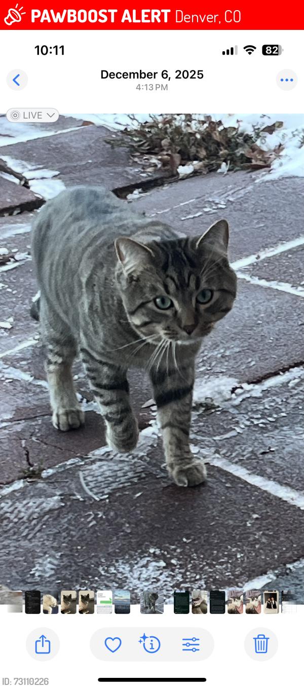 Lost Male Cat last seen Exposition and Sheridan, Denver, CO 80219