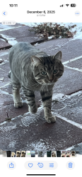 Lost Male Cat last seen Exposition and Sheridan, Denver, CO 80219