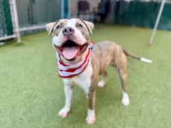 Shelter Stray Male Dog last seen Near South Street, NEW YORK, NY, 10002, 326 E 110th St, New York, NY 10029, USA