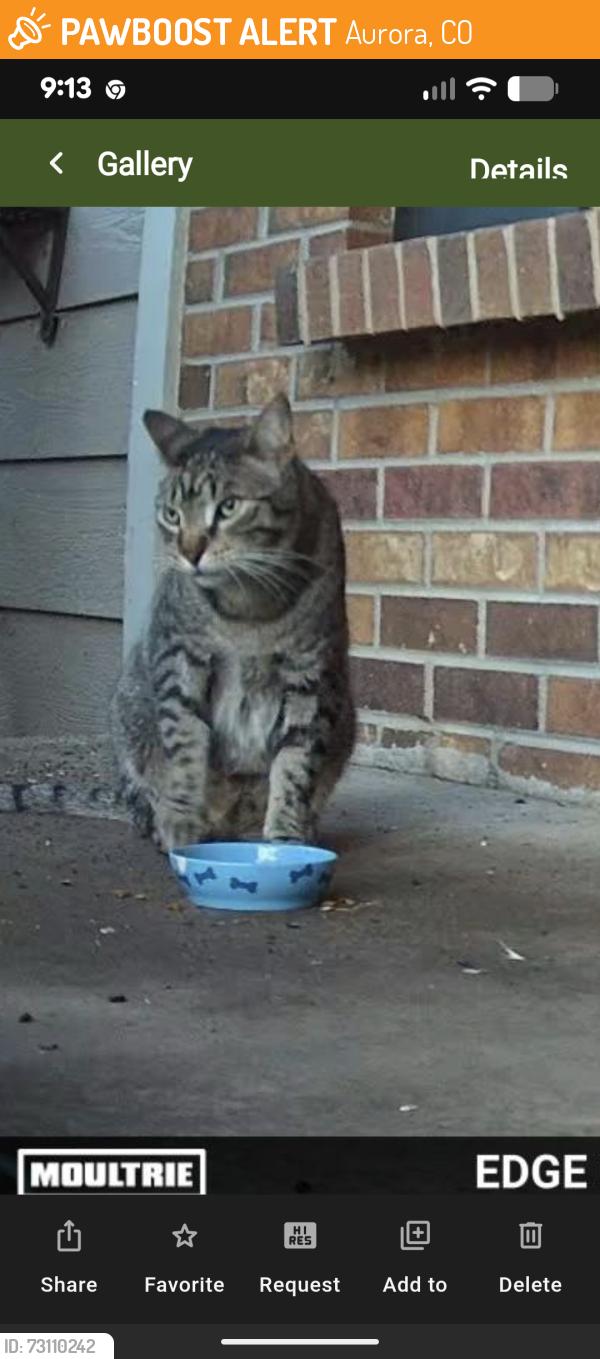Found/Stray Unknown Cat last seen Mansfield/Tower Rd, Aurora, CO 80013