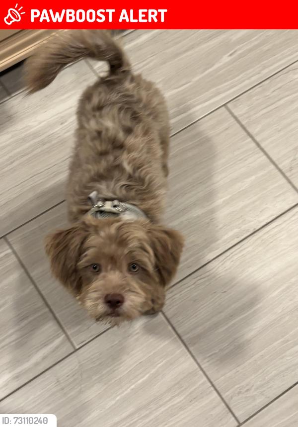 Lost Male Dog last seen Old Houston rd western hill Conroe tx 77302, Montgomery County, TX 77302