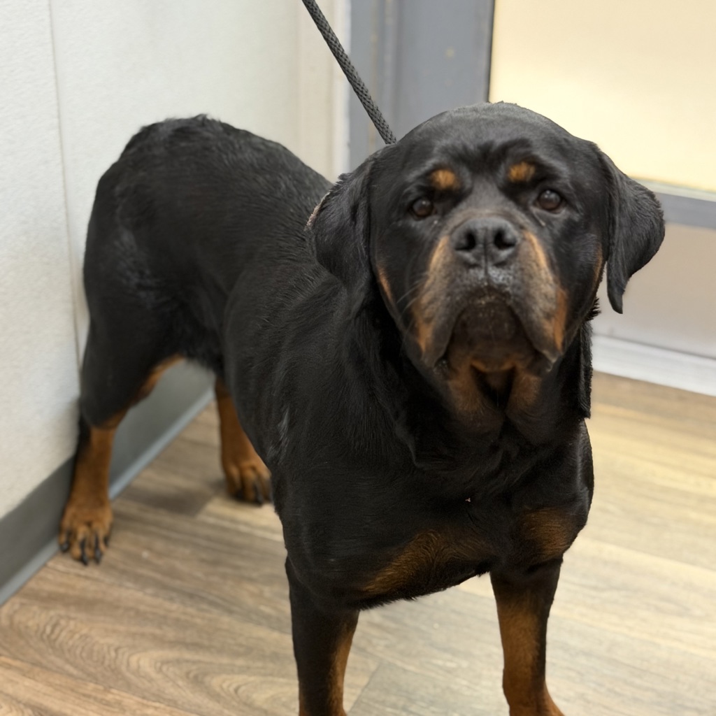 Shelter Stray Female Dog last seen Near Woodpark Drive, Santee, CA, 92071, 5500 Gaines St, San Diego, CA 92110, USA
