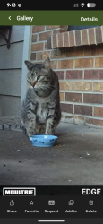 Found/Stray Unknown Cat last seen Mansfield/Tower Rd, Aurora, CO 80013