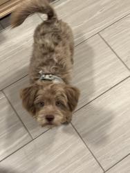 Lost Male Dog last seen Old Houston rd western hill Conroe tx 77302, Montgomery County, TX 77302