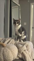 Lost Male Cat last seen North Star ests Manufactered Homes, Little Canada, MN 55117