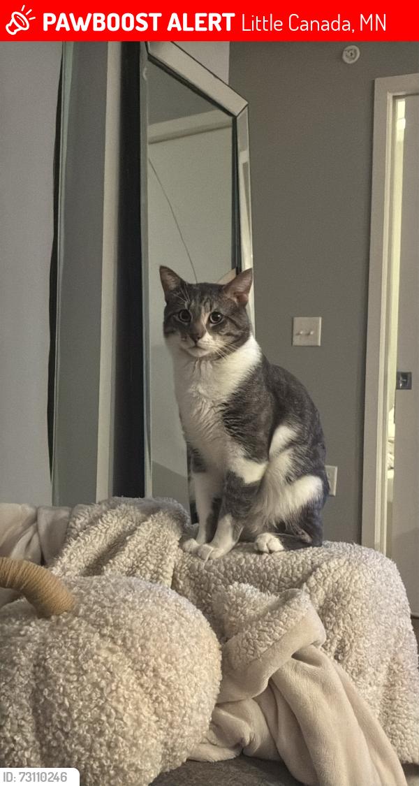 Lost Male Cat last seen North Star ests Manufactered Homes, Little Canada, MN 55117