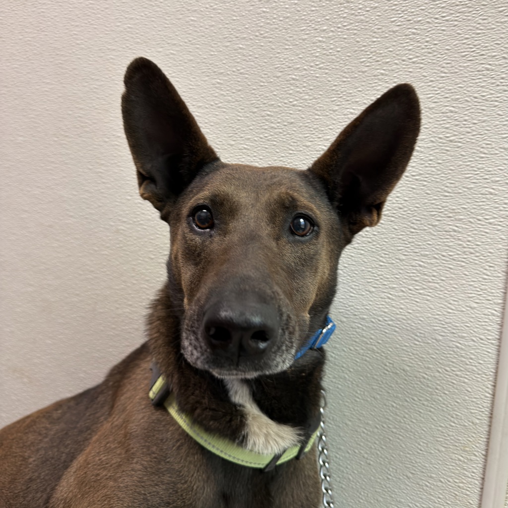 Shelter Stray Female Dog last seen Morena Boulevard, San Diego, CA, 92110, 5500 Gaines St, San Diego, CA 92110, USA