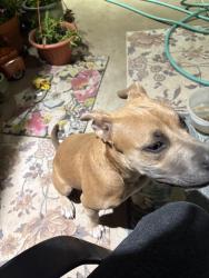 Found/Stray Female Dog last seen A street and scharbauer, Midland, TX 79708