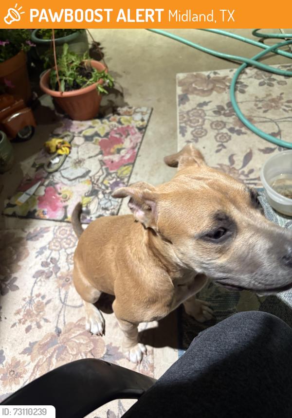 Found/Stray Female Dog last seen A street and scharbauer, Midland, TX 79708