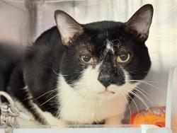 Shelter Stray Male Cat last seen Near E 99th Street, NEW YORK, NY, 10029, 326 E 110th St, New York, NY 10029, USA