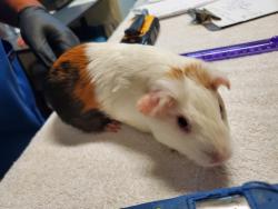 Shelter Stray Female Other last seen Near College Boulevard, Oceanside, CA, 92057, Oceanside, CA 92058, USA
