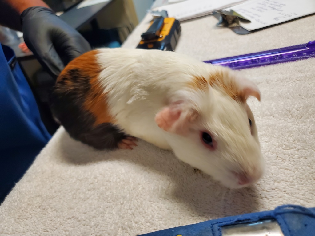 Shelter Stray Female Other last seen Near College Boulevard, Oceanside, CA, 92057, Oceanside, CA 92058, USA