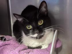 Shelter Stray Female Cat last seen Near Paladino Avenue, NEW YORK, NY, 10035, 326 E 110th St, New York, NY 10029, USA