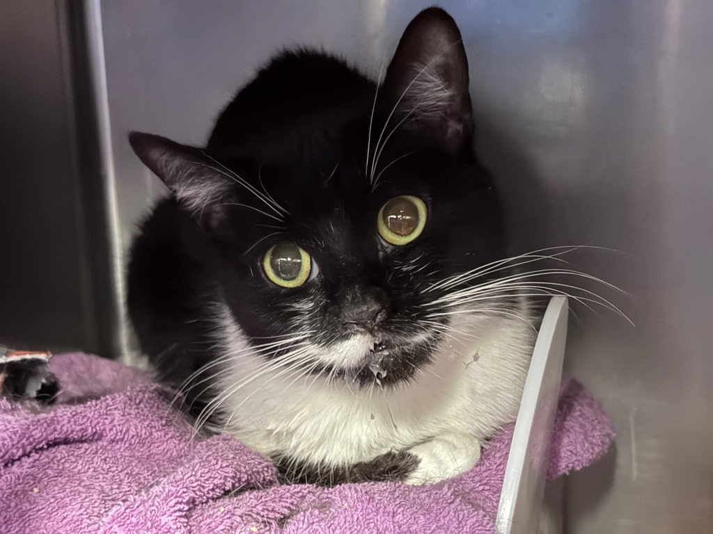 Shelter Stray Female Cat last seen Near Paladino Avenue, NEW YORK, NY, 10035, 326 E 110th St, New York, NY 10029, USA