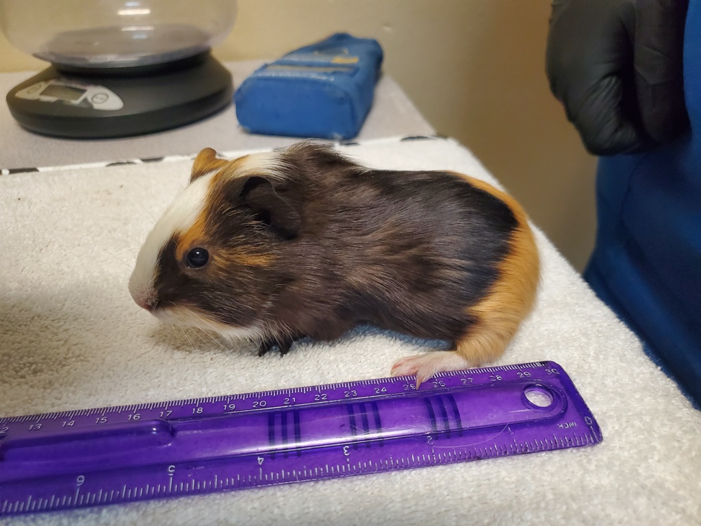Shelter Stray Female Other last seen Near College Boulevard, Oceanside, CA, 92057, Oceanside, CA 92058, USA