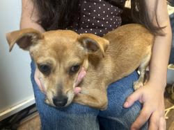 Found/Stray Female Dog last seen Camino Santa María st and Overhill Dr, San Antonio, TX 78228