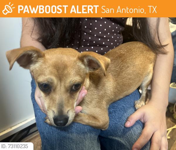 Found/Stray Female Dog last seen Camino Santa María st and Overhill Dr, San Antonio, TX 78228