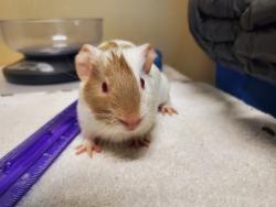 Shelter Stray Female Other last seen Near College Boulevard, Oceanside, CA, 92057, Oceanside, CA 92058, USA