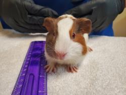 Shelter Stray Male Other last seen Near College Boulevard, Oceanside, CA, 92057, Oceanside, CA 92058, USA