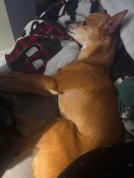 Reunited Male Dog last seen Near Rattana Ct., Wesley Chapel, FL, Wesley Chapel, FL 33545