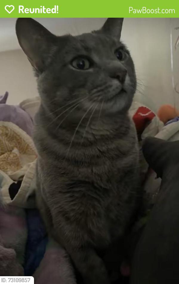 Reunited Female Cat last seen Monitor Avenue and Home City , Cincinnati, OH 45233
