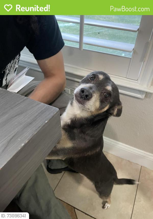 Reunited Male Dog last seen Norway lane Grand Prairie, Grand Prairie, TX 75052