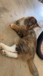 Reunited Female Cat last seen Robinhood Rd, Georgia 30677, USA, Oconee County, GA 30677