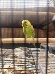 Found/Stray Male Bird last seen Boarding and beyond, Aurora, CO 80012