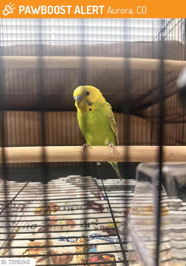 Found/Stray Male Bird last seen Boarding and beyond, Aurora, CO 80012