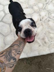 Found/Stray Male Dog last seen Manning street, Bakersfield, CA 93309