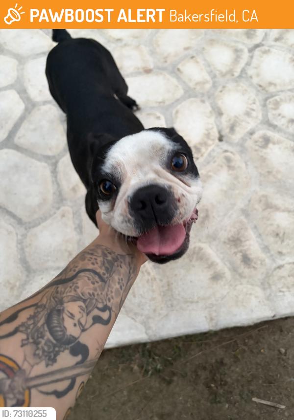 Found/Stray Male Dog last seen Manning street, Bakersfield, CA 93309