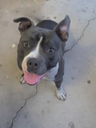 Found/Stray Female Dog last seen El Evado Rd and Mojave Dr, Victorville, CA 92394