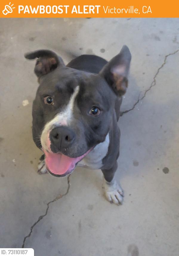 Found/Stray Female Dog last seen El Evado Rd and Mojave Dr, Victorville, CA 92394