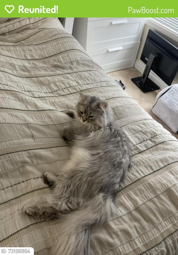 Reunited Male Cat last seen 58A & 177B, Surrey, BC V3S 8M5