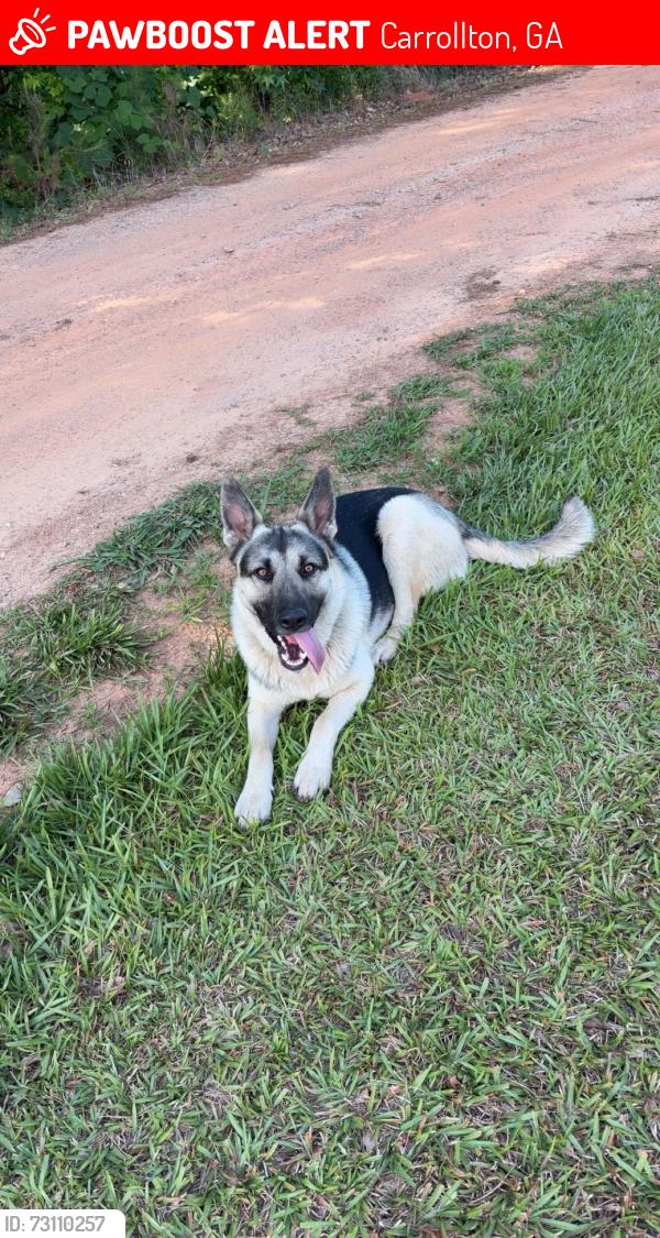 Lost Male Dog last seen Near Brookshire dr, Carrollton, GA 30117