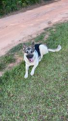 Lost Male Dog last seen Near Brookshire dr, Carrollton, GA 30117