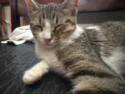 Found/Stray Female Cat last seen Parker and hmstd rd, Houston, TX 77016