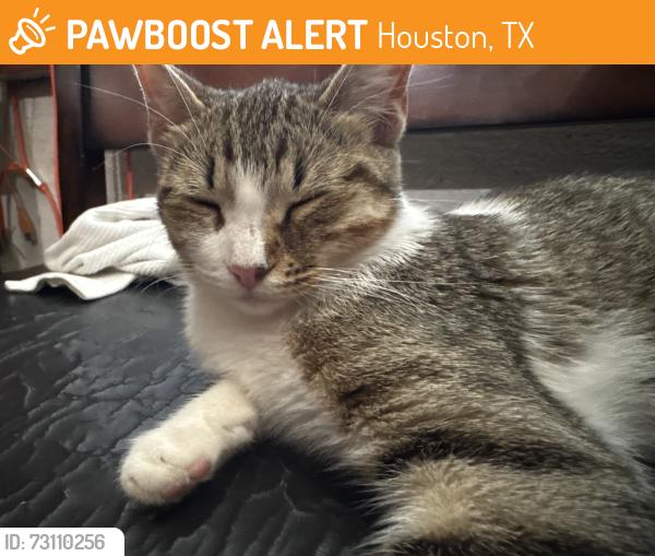 Found/Stray Female Cat last seen Parker and hmstd rd, Houston, TX 77016