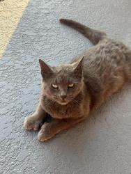 Reunited Female Cat last seen Sullivan Ranch in mount dora, Mount Dora, FL 32757