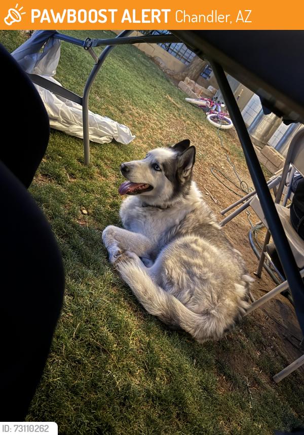 Found/Stray Male Dog last seen Near East commonwealth pl, Chandler, AZ 85225