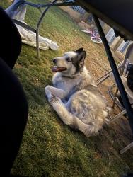 Found/Stray Male Dog last seen Near East commonwealth pl, Chandler, AZ 85225