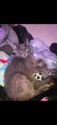 Lost Male Cat last seen Cape horn sign, Skagit County, WA 98237