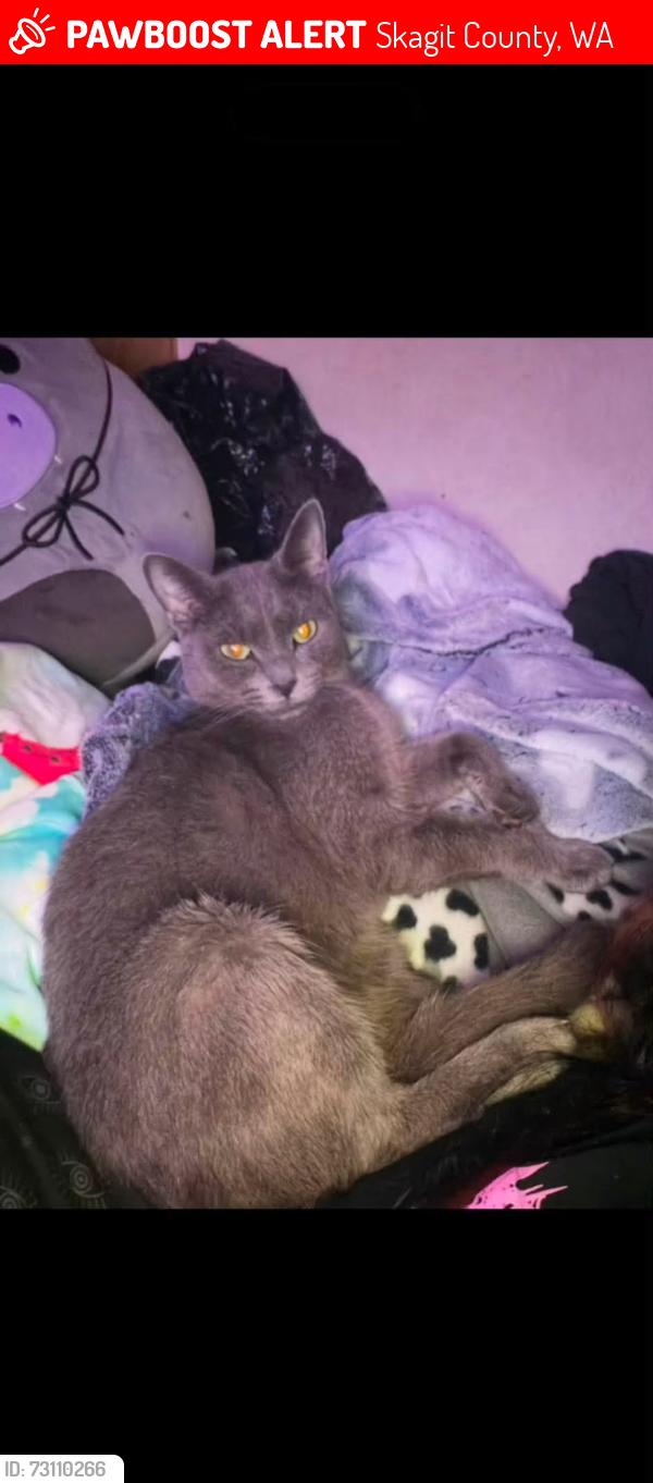 Lost Male Cat last seen Cape horn sign, Skagit County, WA 98237