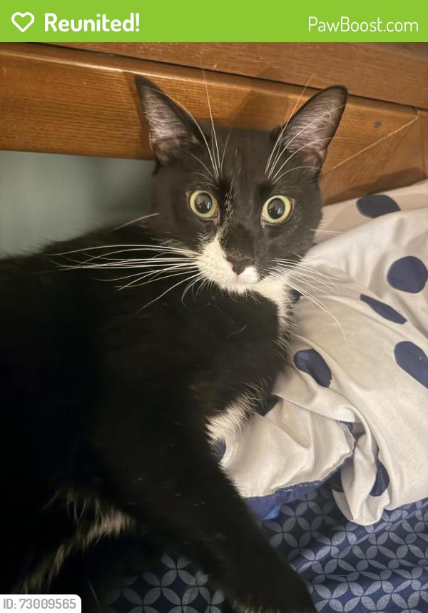 Reunited Male Cat last seen Rt. 40 (Pulaski Highway) and Becks Woods, Bear, DE 19701