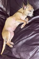Reunited Female Dog last seen Sardis lake drive, tomball texas 77375, Tomball, TX 77375