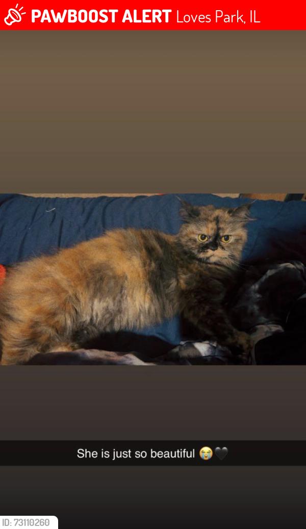 Lost Female Cat last seen Lawn drive loves park IL, Loves Park, IL 61111