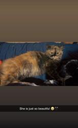 Lost Female Cat last seen Lawn drive loves park IL, Loves Park, IL 61111