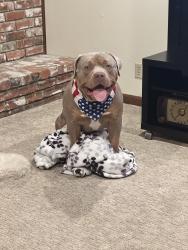 Reunited Male Dog last seen El Centro Rd. & Arena Blvd, Sacramento, Sacramento, CA 95834