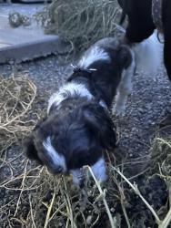 Reunited Male Dog last seen Ruby, Vacaville, CA 95687